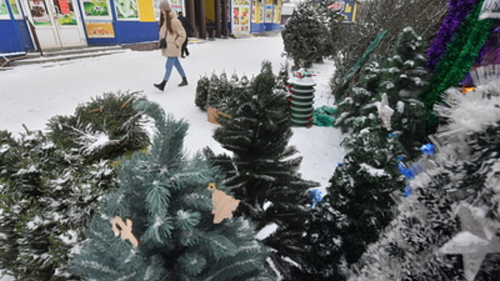 Где купить живую ёлку в Нижнем Новгороде: стали известны адреса ёлочных базаров