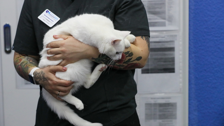 Врач предупредил о смертельной опасности кошачьих царапин