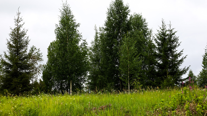 Как защититься от клеща? Советы специалиста