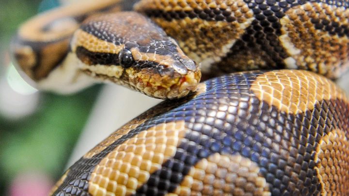 Два жителя Индии напали на питона и съели его на обед