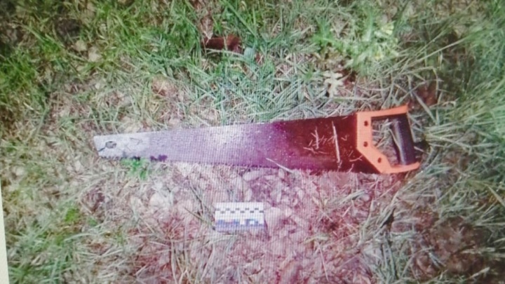 Похититель праздника: житель Новороссийска оставил соседа без ёлки на Новый год