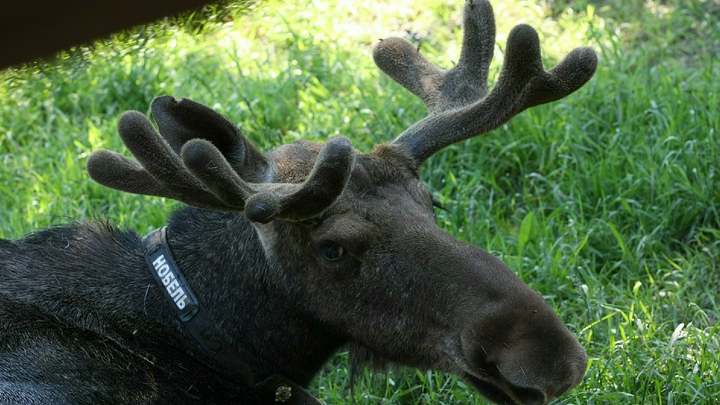 Уральцы пожаловались на жуткий запах крематория недалеко от дома