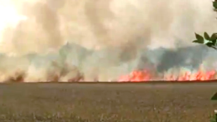 Огнем был объят 1 гектар: Спасатели потушили пожар на пшеничном поле под Краснодаром