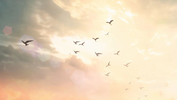 Попадающих в сетку в Авиапарке птиц освобождают и выпускают на волю