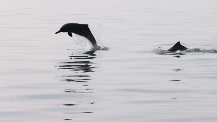 Массовая гибель дельфинов во Флориде: причину раскрыли учёные