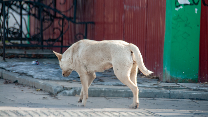 Госдума поддержала право регионов решать, как поступать с бездомными животными