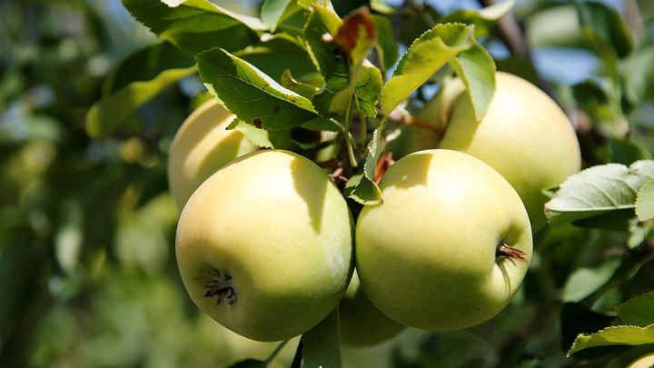 Компенсация или смерть: Садоводы Кубани заявили о возможной череде банкротств из-за неурожая
