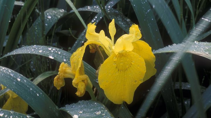 Красота в столичных парках: где в Москве можно увидеть раннецветущие и краснокнижные растения