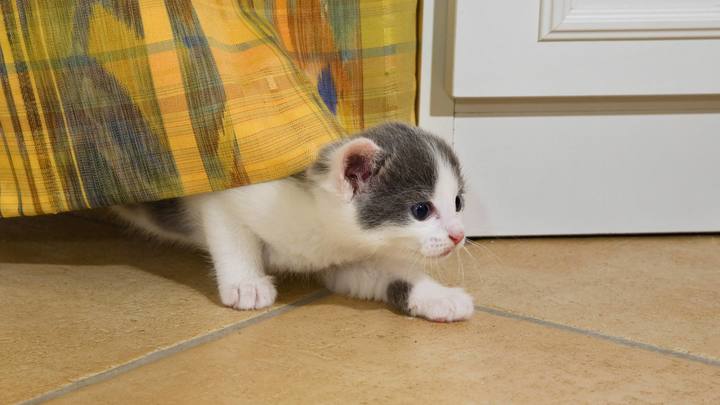 Он, конечно, был замечательным котом, но...: Победу Байдену обеспечивали лапами и хвостами