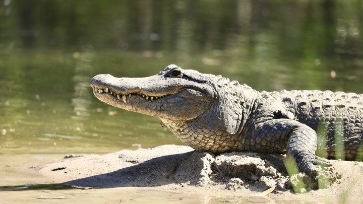 В США женщина выжила после нападения аллигатора-маньяка