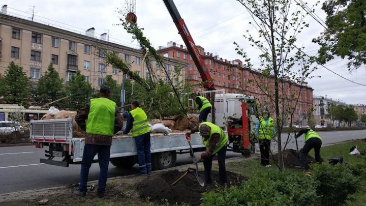 Мэр Челябинска отчитала заместителей за вырубку деревьев на проспекте Ленина