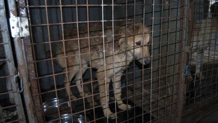 Фото предоставлено Царьграду волонтёрами.