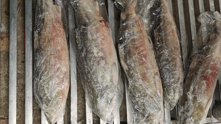 В Приморье таможенники пресекли контрабанду 22 тонн рыбы в Китай