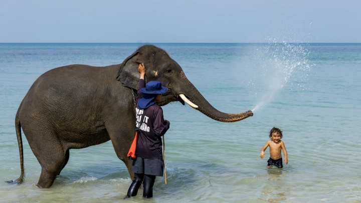 Незапланированная прогулка: в поле недалеко от Перми заметили гуляющих слонов
