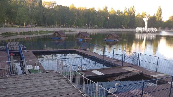 Крылья Самары: Стая лебедей в парке Металлургов увеличилась в несколько раз