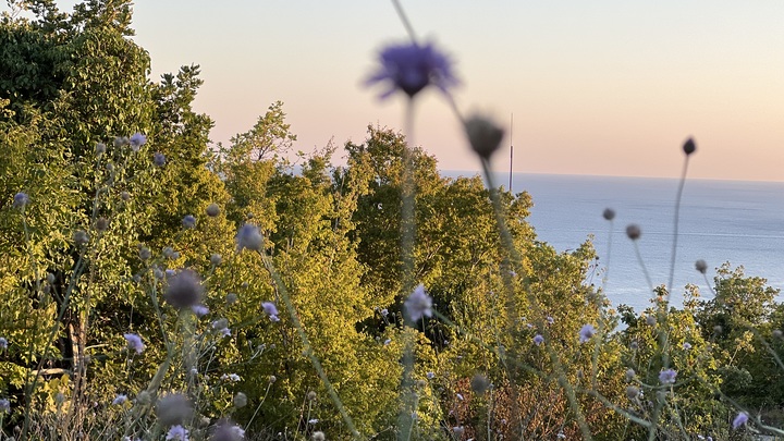 В Сочи появятся четыре новые охраняемые природные территории