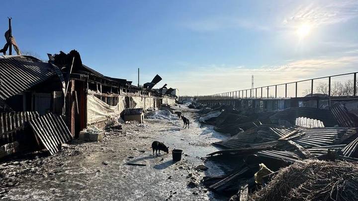 В Южно-Сахалинске произошел пожар в приюте для животных «Кот и пес»