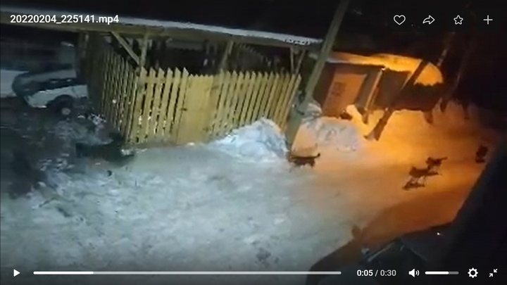 Улицу в городе Челябинской области держит в страхе стая собак, помощи нет