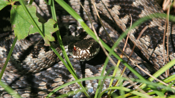 Укус гадюки: первая помощь и чего нельзя делать ни в коем случае