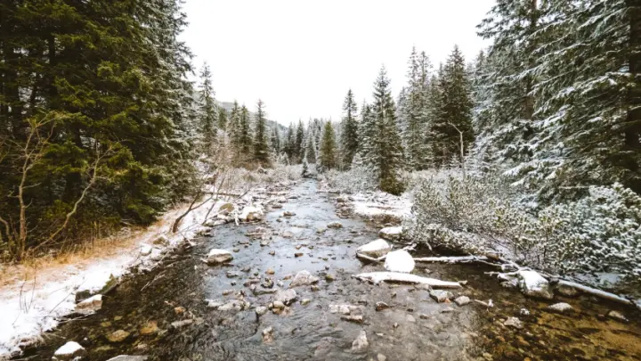 Кинулись спасать и погибли: причину пропажи Усольцевых озвучил детектив