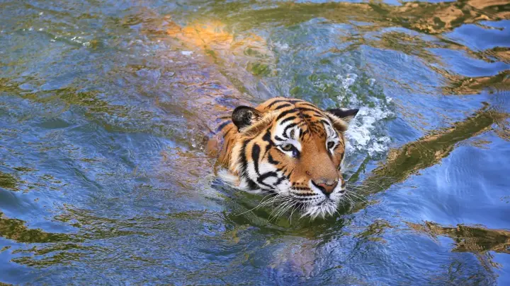 Тигр загрыз сторожевого пса в приморском селе