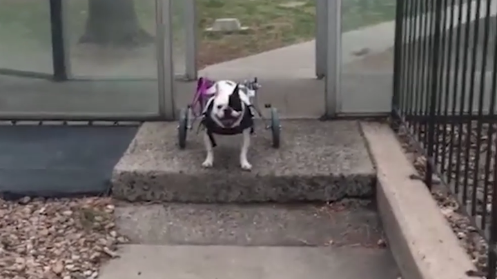 В США псу с параличом лап подарили инвалидную коляску за полторы тысячи долларов