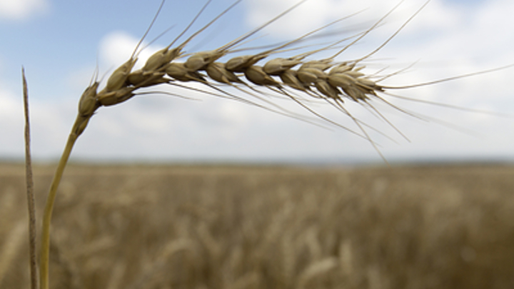 Путин заявил о рекордном урожае зерна в 2022 году