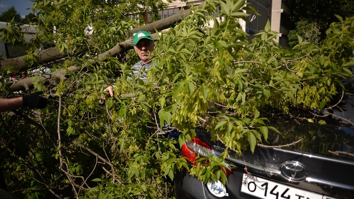 Водителям Коломны грозит опасность в виде падающих деревьев