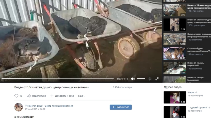 Причиной отравления собак в подмосковном Чехове могли стать фосфаты