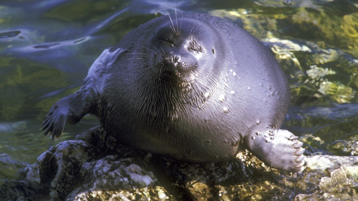 Обними и почеши пузико: Забавные приставания тюленя к дайверам сняли на видео
