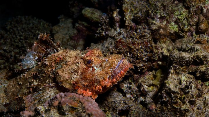 Туристов предупредили о ядовитых рыбах на побережье Сочи