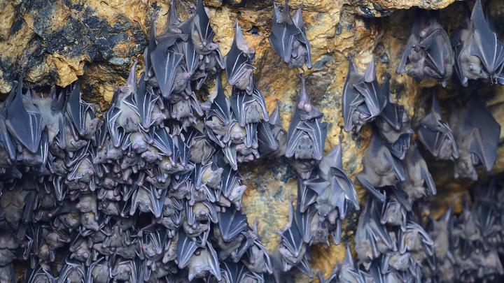 За решётку! В нацпарке Самарская лука туристы могут убить колонию летучих мышей