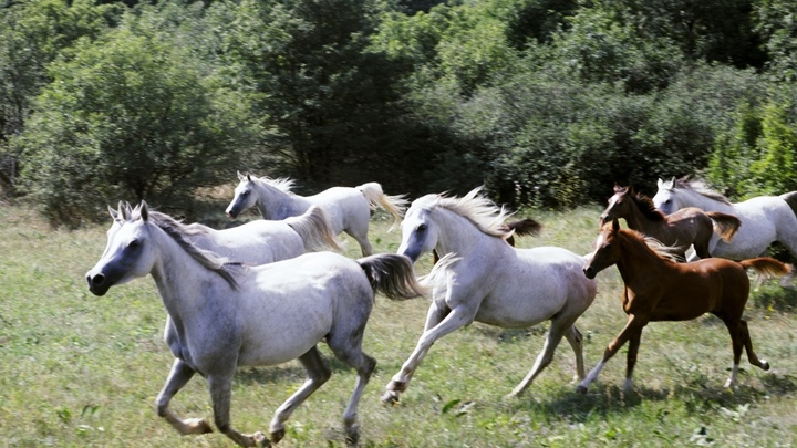 Жижа затягивает всё сильнее: Жители Дагестана пытаются вытащить из грязевой ямы лошадей