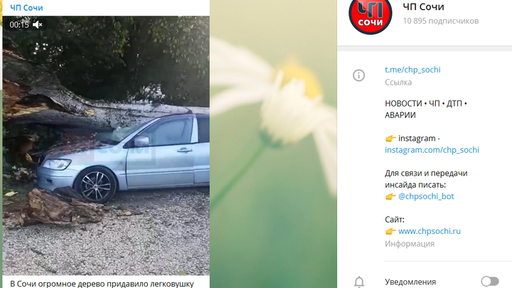 В Сочи дерево рухнуло на легковушку