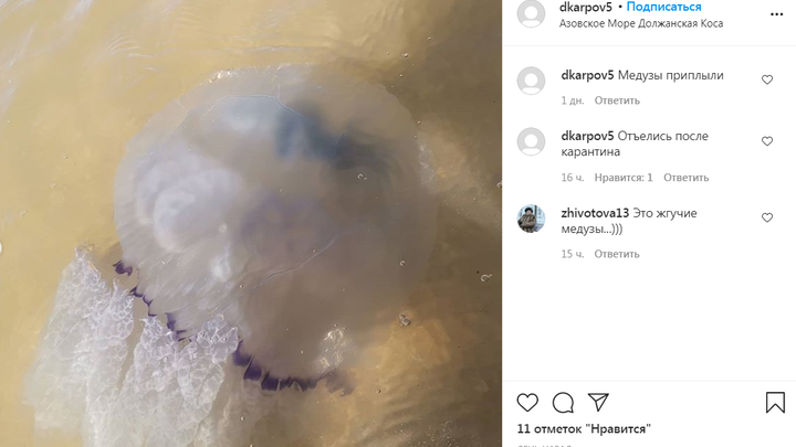 Ученые объяснили причину нашествия огромных медуз в Азовском море