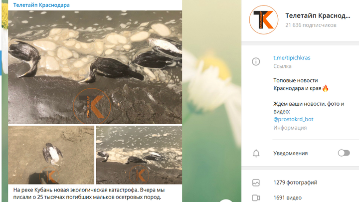 Минприроды Кубани: массовой гибели птиц в Краснодаре не зафиксировано