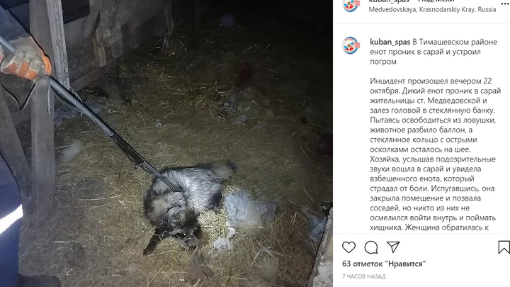 В Тимашевском районе енот залез в сарай и застрял в банке с едой