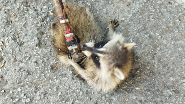 В Новороссийске в детский сад пробрался енот: спасать пришлось животное, а не детей