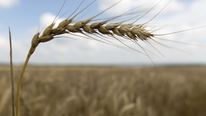 Распродажа Украины началась: Киев объявил о приватизации заводов по переработке зерна