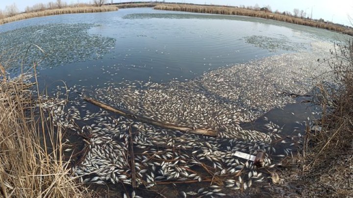 Жители Волгаря пожаловались на массовую гибель рыбы в озерах