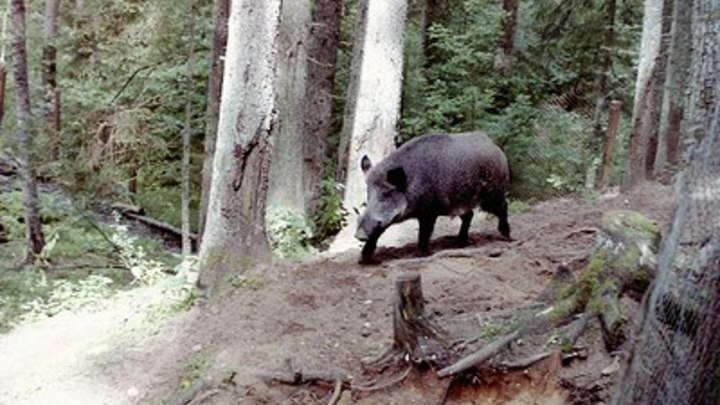 На Кубани браконьеры застрелили беременных самок кабана