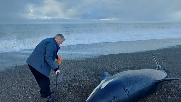 На Камчатке спасатели и жители сохранили жизнь выброшенной на берег косатки