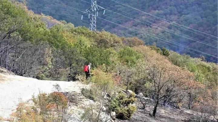 Жители Геленджика смогут присоединиться к субботнику на месте крупного лесного пожара