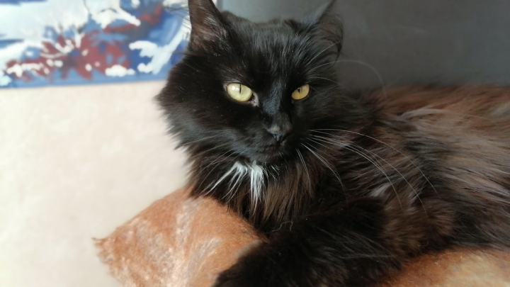 Международный день ветеринарного врача: поздравления в прозе и стихах