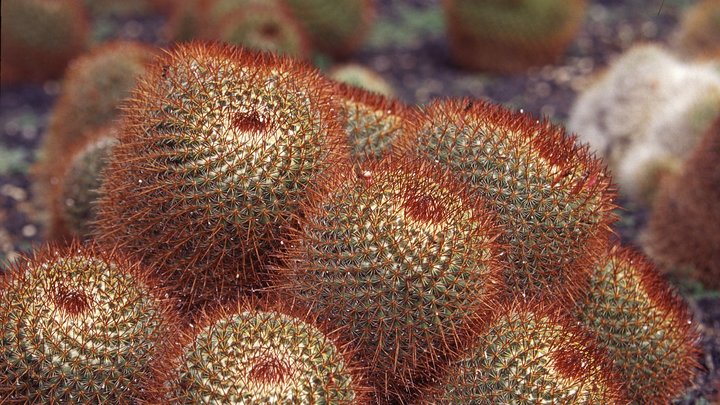 Растения, которые можно легко вырастить на подоконнике