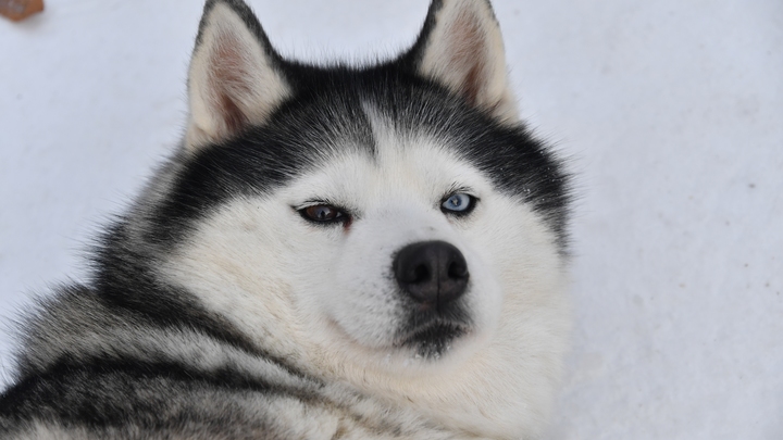 Собака спрятала девочку от лютой бури на Сахалине и стала героиней соцсетей