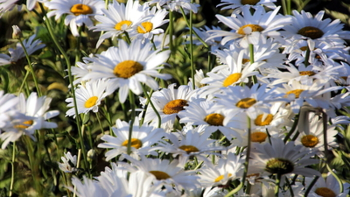 За какие сорняки дачникам грозят штрафы до 50 тысяч рублей, рассказал юрист