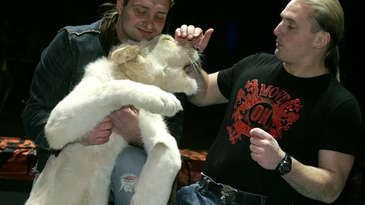 Жестокое закулисье: Российским циркам могут запретить шоу с животными