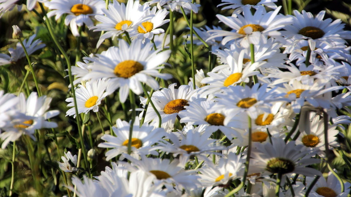 В Иванове назвали Семьи года