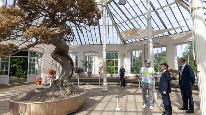 Кембридж: тюльпанные деревья научились вырабатывать неизвестный вид древесины